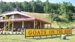 goats-on-the-roof-pigeon-forge