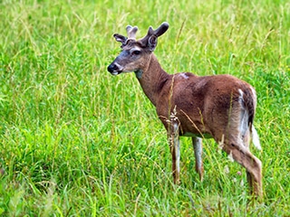 smoky mountains auto tour