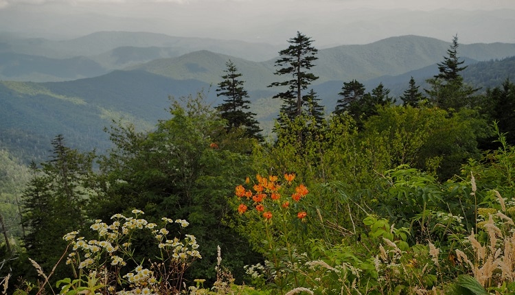 Spring Wildflowers at Clingman's Dome in Great Smoky Mountains National Park