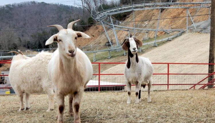 Feed the “Goats on the Roof.”