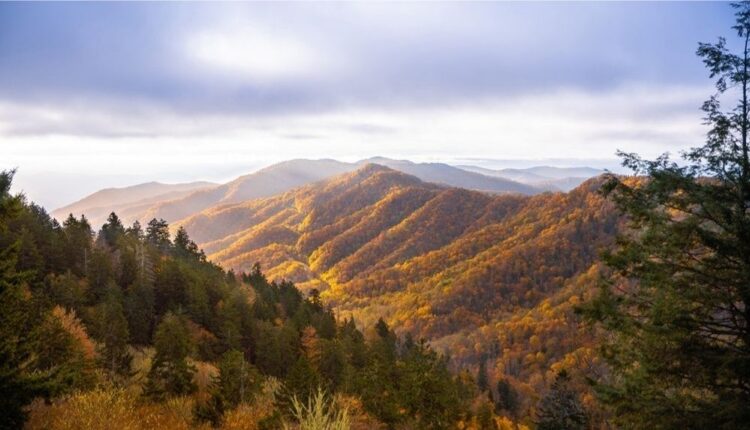 Beautiful autumn colors on Newfound Gap Road in Great Smoky Mountains National Park