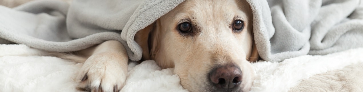 Pigeon Forge Pet Friendly Lodging - Pet Friendly Hotels, Cabins & Condos