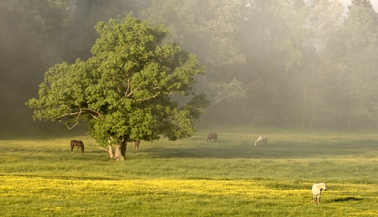 Horses graze in the morning Cades Cove, Tennessee. Smoky Mountains National Park. 