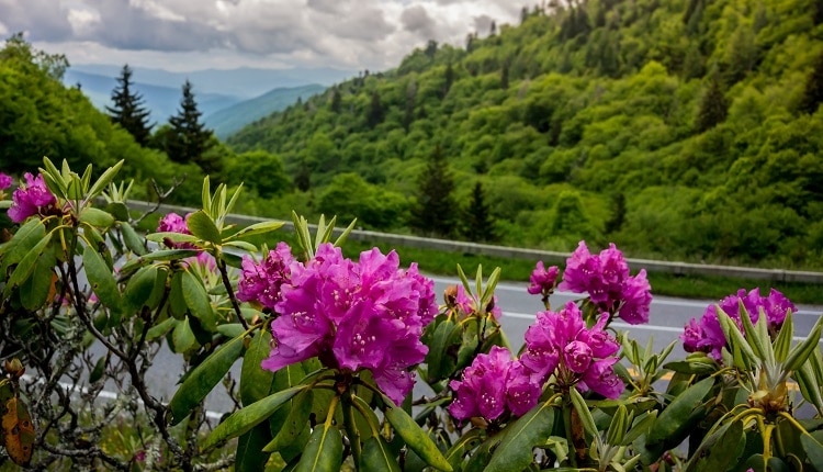 Purple catawba rhododendron near Clingmans Dome in the Smokies
