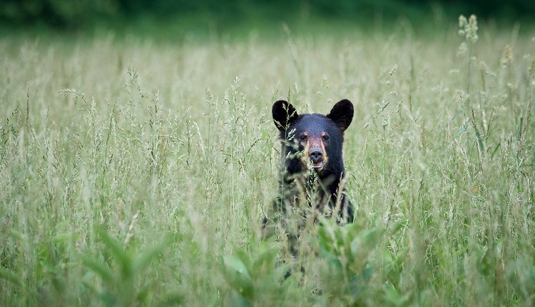 Black Bear in Great Smoky Mountains National Park Tennessee