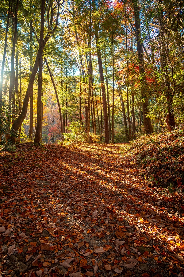 Porters Creek Trail