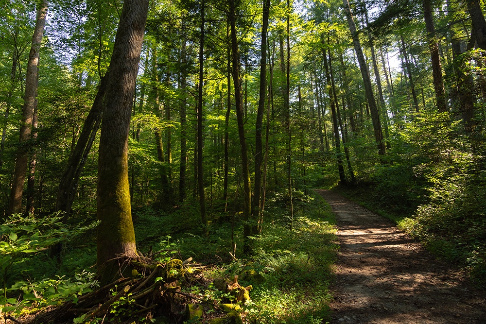 Cove Mountain Trail