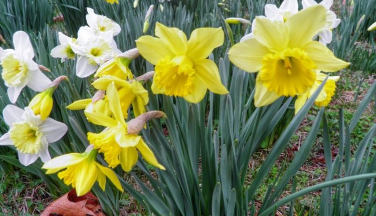 Jonquils and Daffodils - Spring Wildflowers in the Smoky Mountains