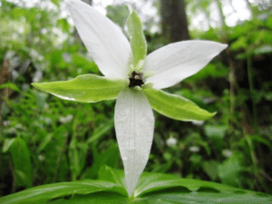 White Trillium Wildflowers in Great Smoky Mountains National Park