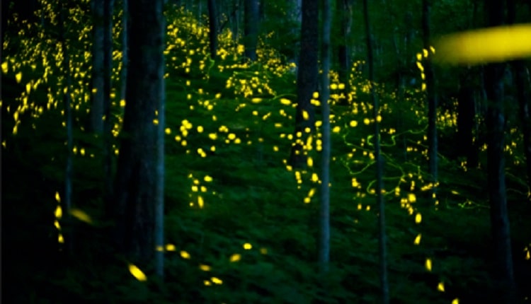 Synchronous Fireflies Event at GSMNP