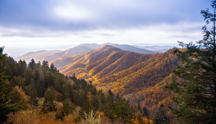 Fall Foliage at Newfound Gap in Smoky Mountains