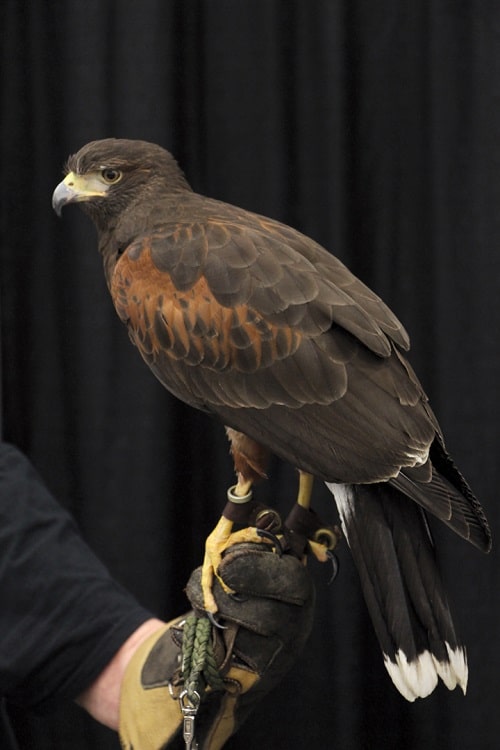 Learn about birds of prey during Wilderness Wildlife Week