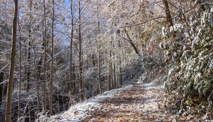 Hiking trail in Porters Creek area