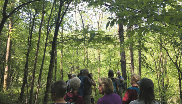 Explore the Great Smoky Mountains during Wilderness Wildlife Week