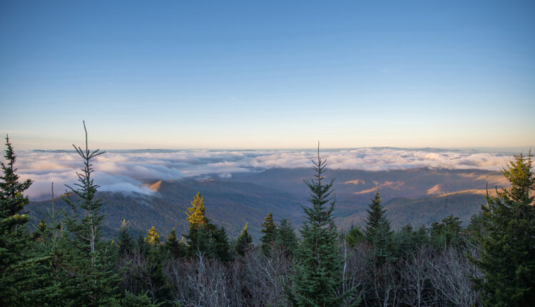 Celebrate the Great Smoky Mountains during Wilderness Wildlife Week