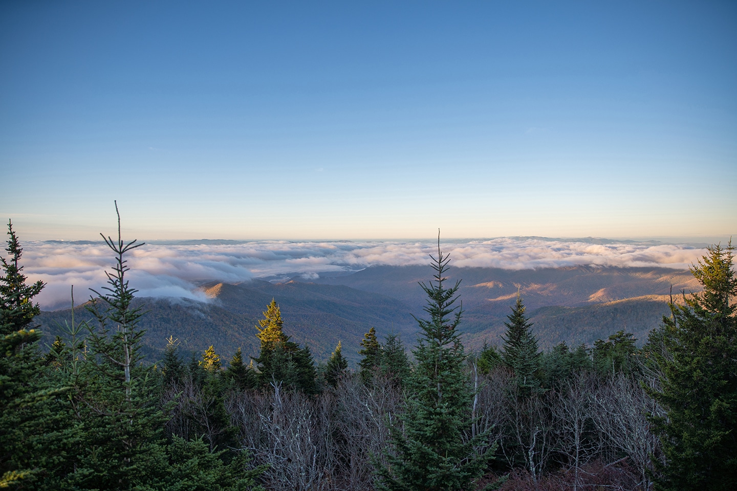 View Wildlife in Great Smoky Mountains National Park