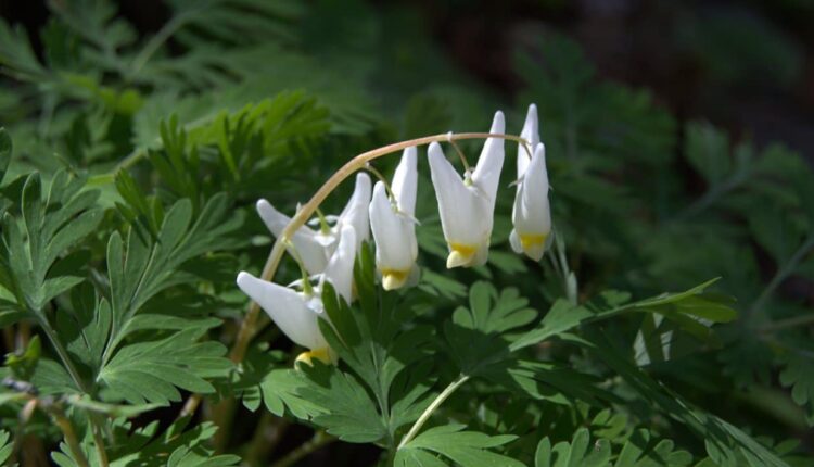 Dutchman’s Britches - Spring Wildflowers in Great Smoky Mountains National Park