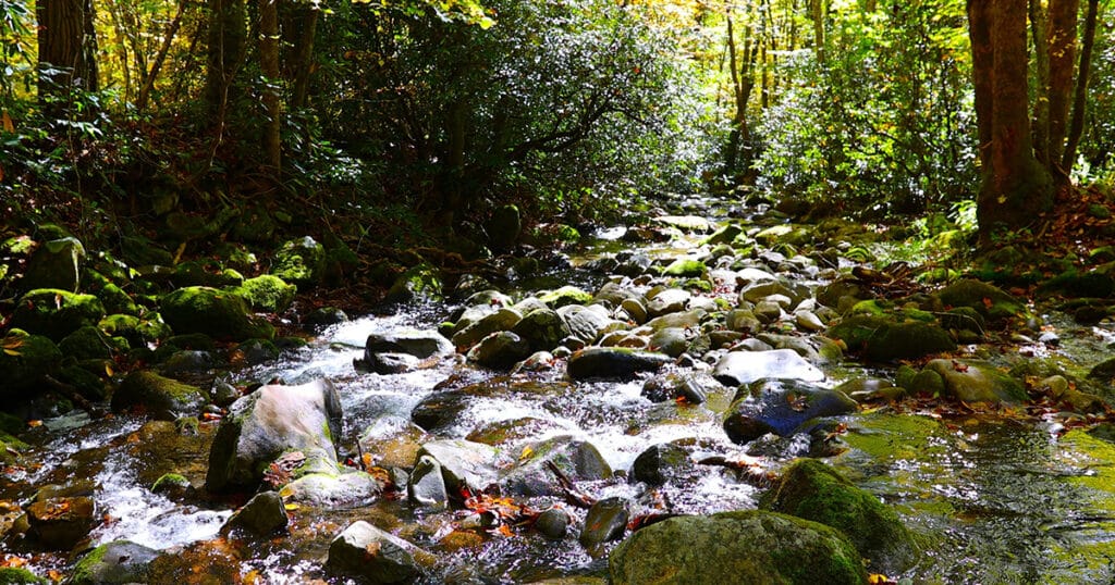 Kephart Prong Trail in Great Smoky Mountains National Park