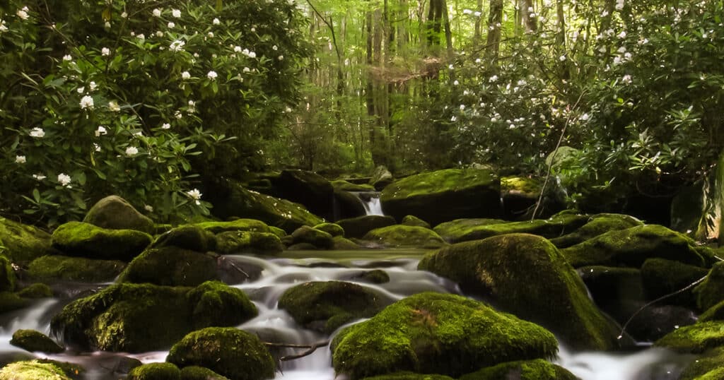 View of Little River Trail in Great Smoky Mountains National Park