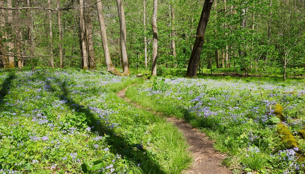 Spring Wildflowers at White Oak Sinks