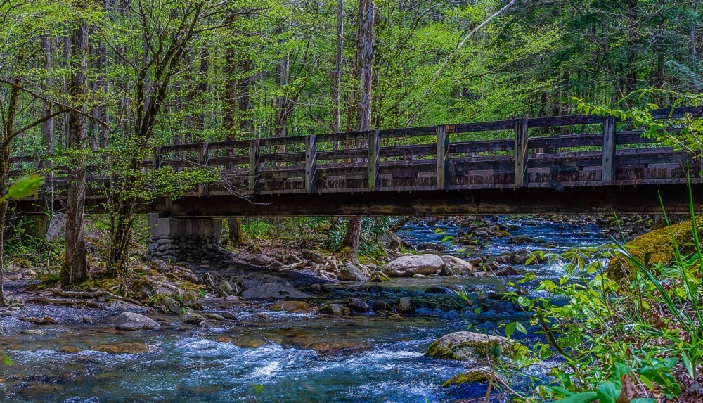 Along drive to Porter's Creek Trail in Great Smoky Mountains National Park