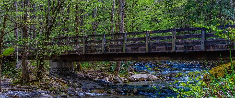 Along drive to Porter's Creek Trail in Great Smoky Mountains National Park