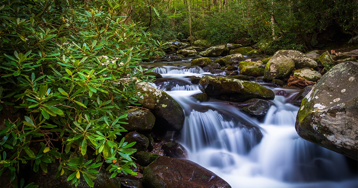 Go for a scenic drive on Roaring Fork Motor Nature Trail