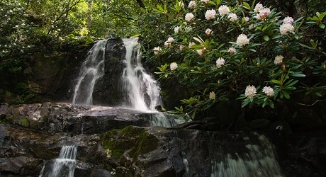 Rhododendron blooms beside Laurel Falls waterfall