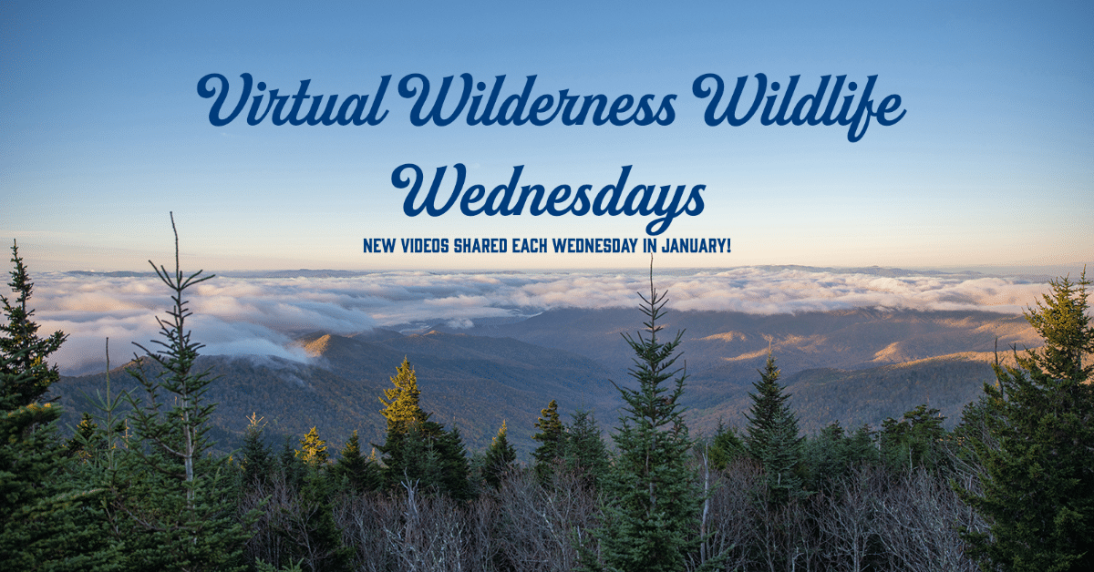 Virtual Wilderness Wildlife Wednesdays 2022 Wilderness Wildlife Week