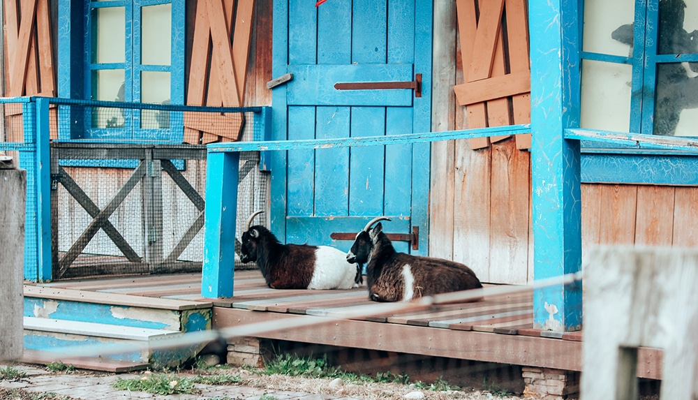 Hatfield & McCoy Dinner Feud Show goats