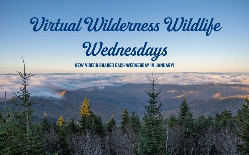 Virtual Wilderness Wednesdays | 2022 Wilderness Wildlife Week