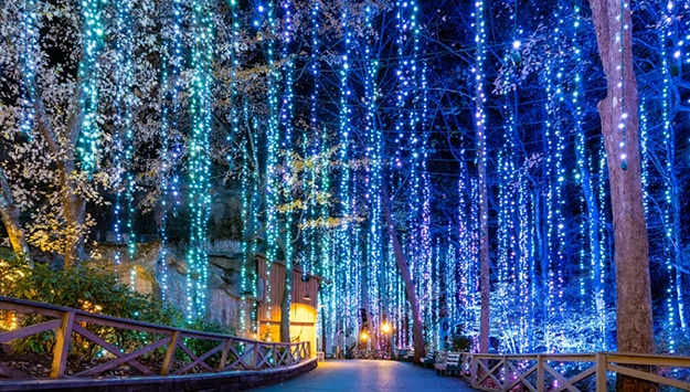 Dollywood Northern Lights during the Christmas celebration