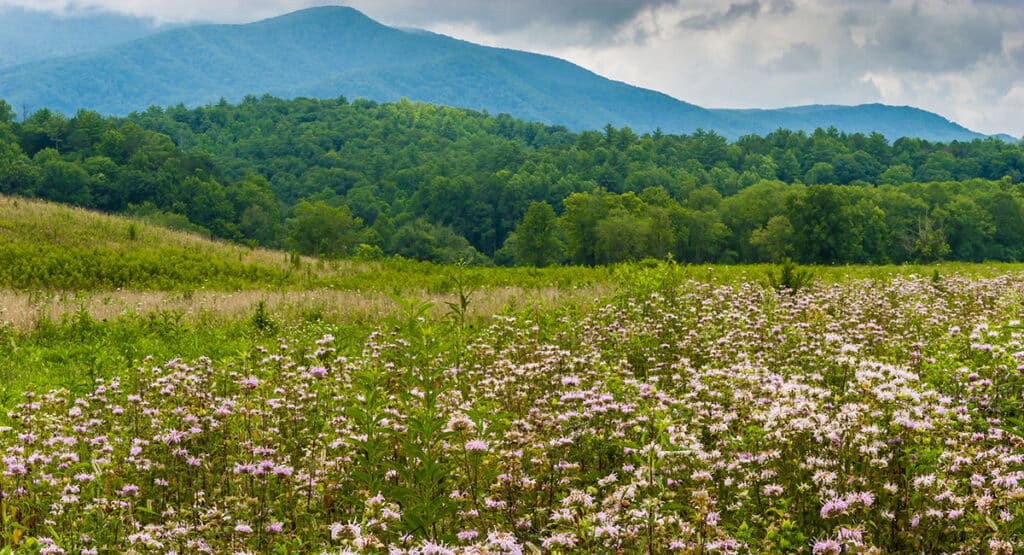 Spring wildflowers in the Smoky Mountains - Hyatt Lane in Cades Cove