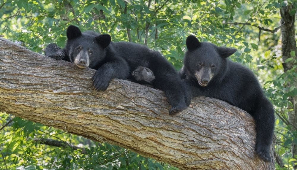 Bears in the Smoky Mountains