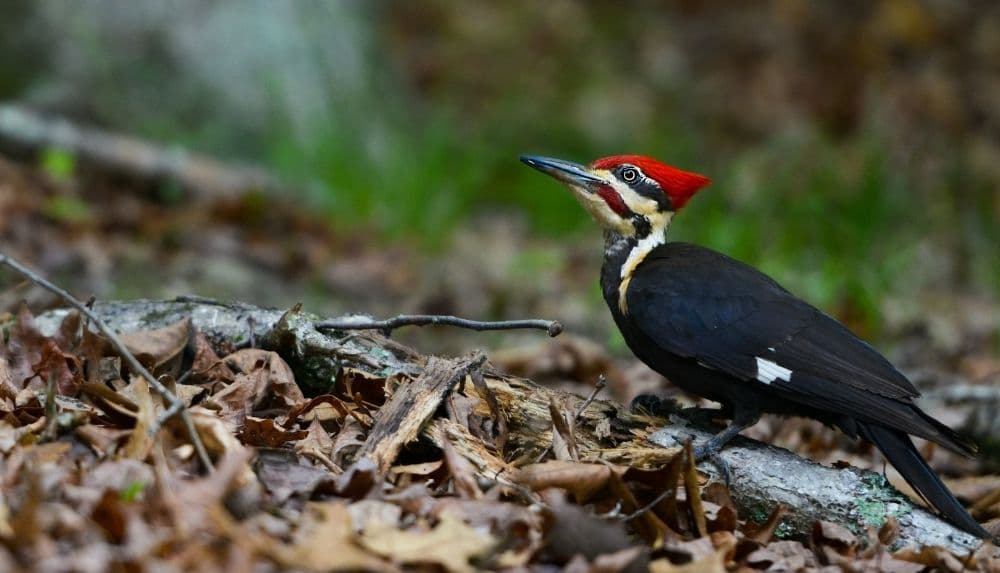 Animals in the Smoky Mountains