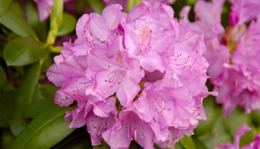 Catawba rhododendron