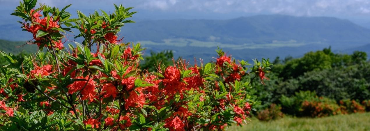 Flame azaleas on Gregorys Bald