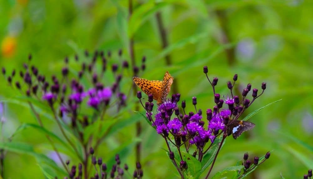 Ironweed