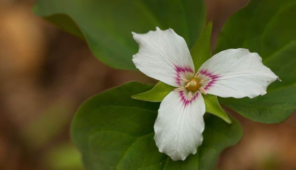 Painted trillium