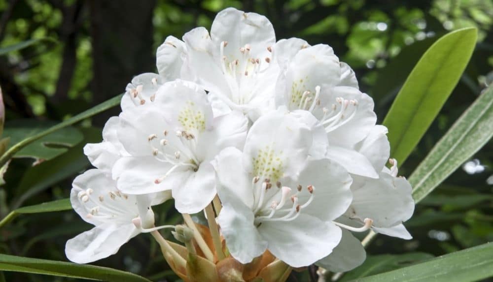 Rosebay rhododendron