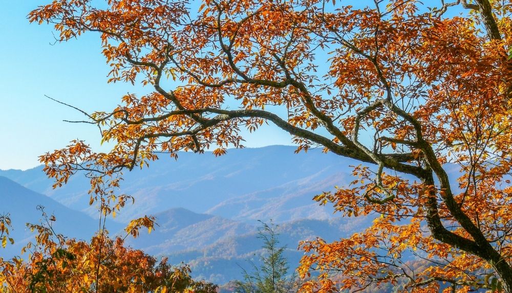 Fall foliage in the Smoky Mountains