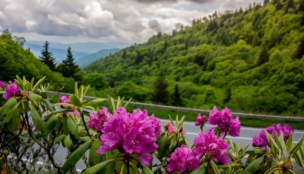 Wildflowers in the Smoky Mountains