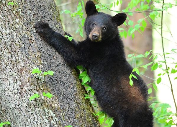 Bears in Cades Cove