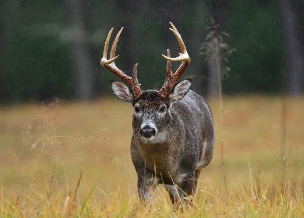 Deer in Cades Cove