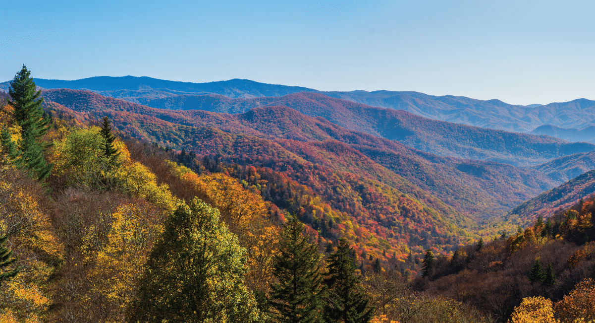 image of Smoky Mountain Fall Foliage 