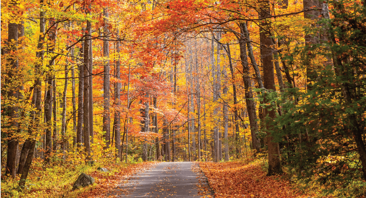 image of roaring fork in the fall