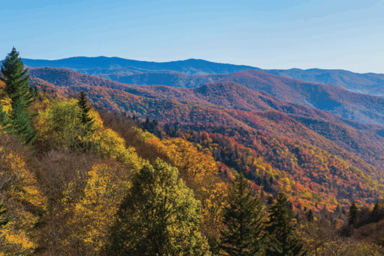 image of Smoky Mountain Fall Foliage