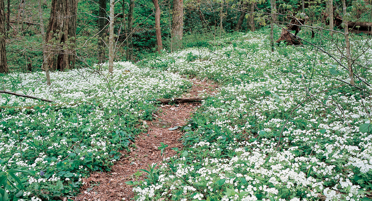 smoky mountain wildflowers along hiking trail