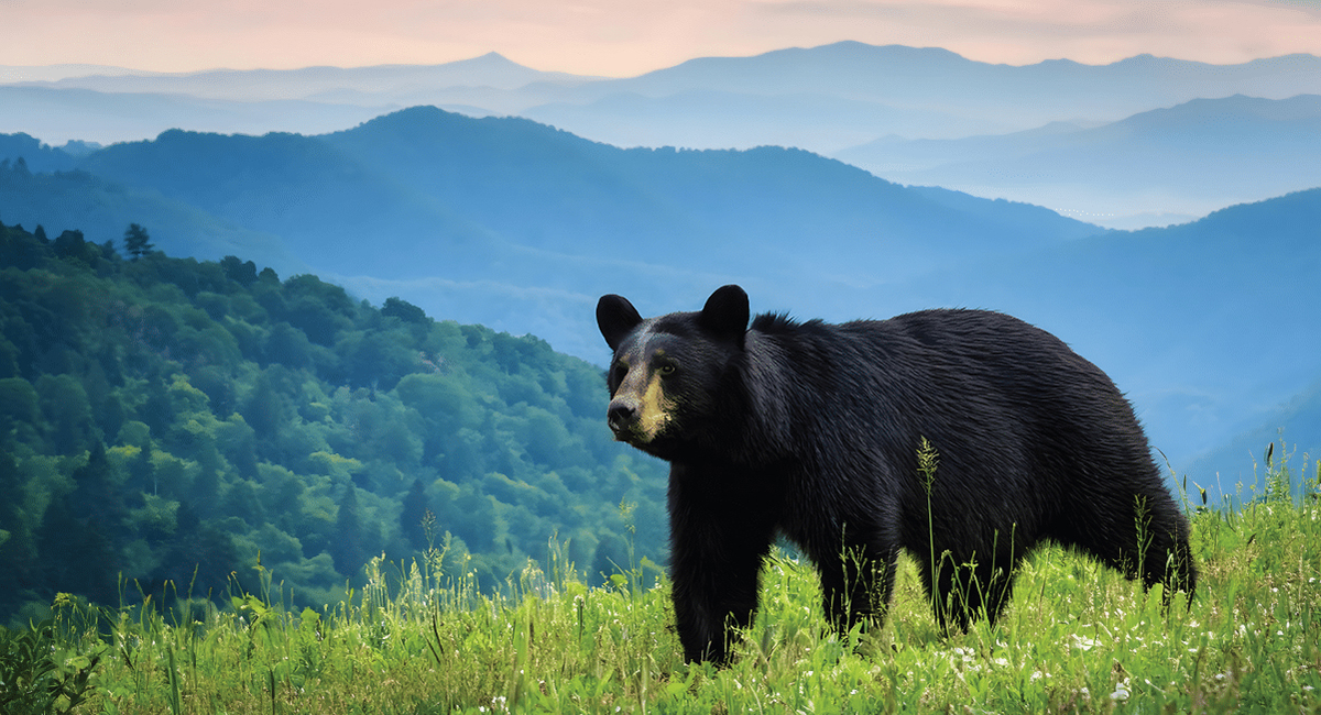 black bear in the smoky mountains