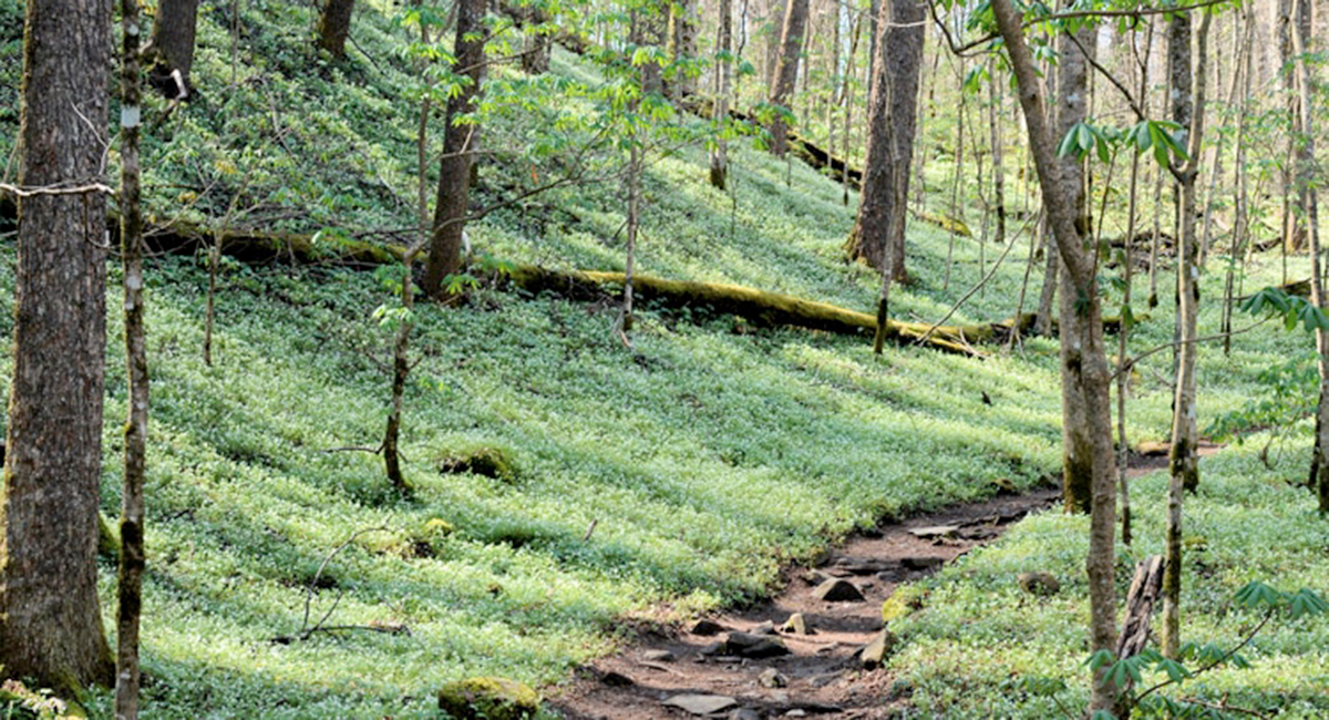 go on a kid-friendly hike at Porters Creek Trail in the Smoky Mountains